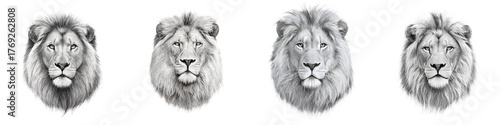 Set of Lion Head Portraits - Black and White Pencil Illustration