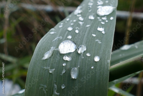 Ein Blatt mit Regentropfen als Hintergrund