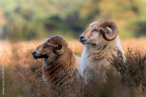 Drenthe heath sheep portrait among heather - Drenthe, The Netherlands.