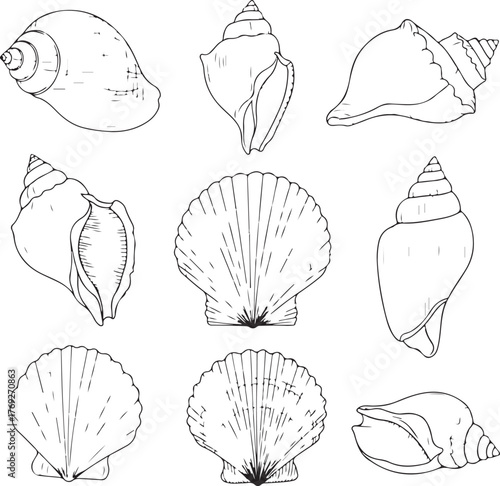 Collection Of Hand Drawn Seashells And Scallops conch