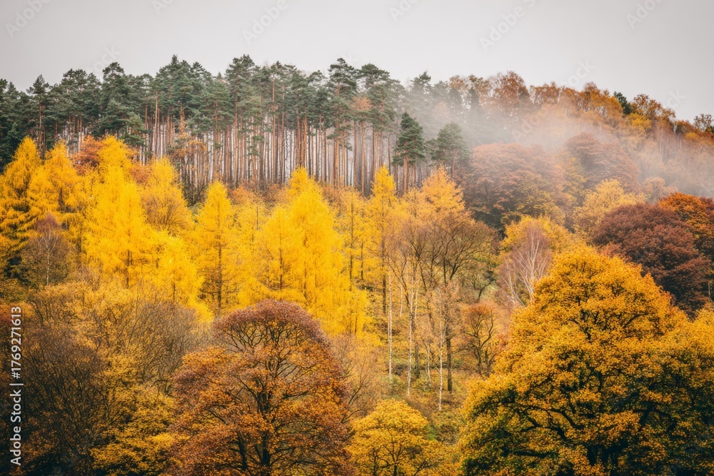 Fototapeta premium Enchanting autumn symphony in the heart of the forest. Press pho