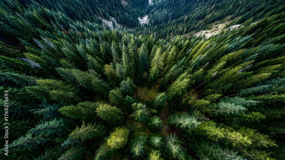 Obraz premium An aerial view of a dense evergreen forest with tall pine trees and a small clearing at the center. Concept Aerial Forest Landscape, Dense Evergreen Canopy, Pine Forest From Above, Central Clearing
