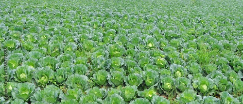 organic cabbage farm in the countryside