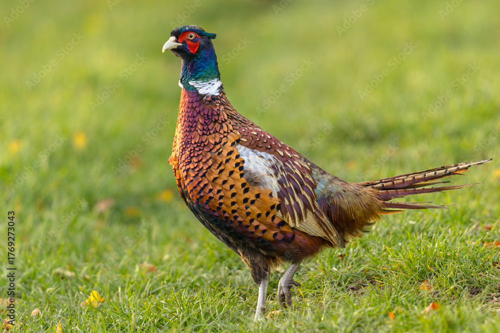Fototapeta premium Pheasant, Scientific name: Phasianus Colchicus. Colourful Ring-necked male Pheasant strutting through a green grass field in Autumn, facing left. Clean background. Space for copy