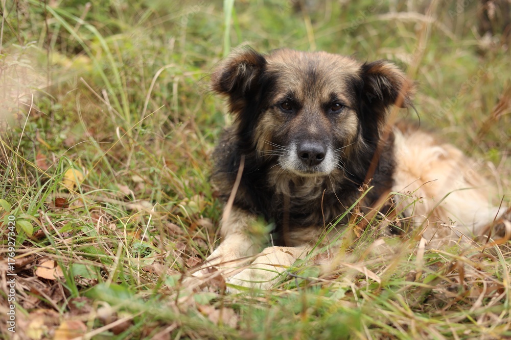 Obraz premium Lonely stray dog lying on grass in forest. Space for text