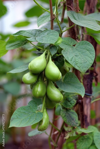 Wallpaper Mural Lima Bean Plant. The Essence of Agriculture: Cultivated Lima Bean Growing Strong Torontodigital.ca