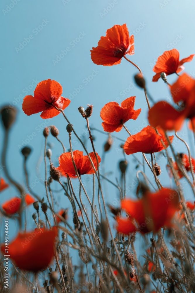 Obraz premium Vibrant red poppies against a clear blue sky capturing summer bliss