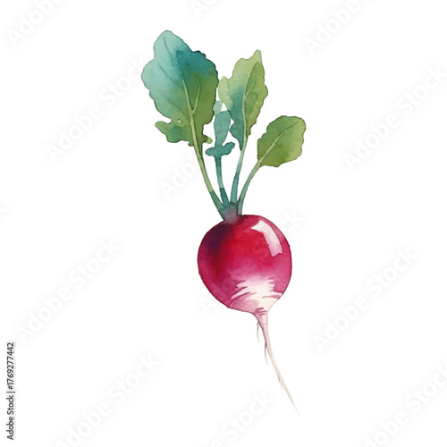 Watercolor-style radish illustration