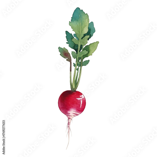 Watercolor-style radish illustration