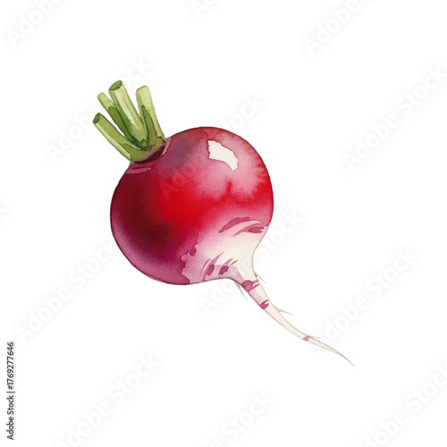 Watercolor-style radish illustration
