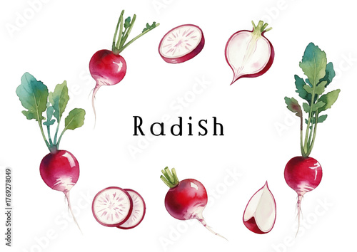 Watercolor-style radish illustration