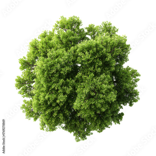 Top view lush green tree png foliage png aerial png leaves png nature png plant png dense png canopy png garden png botany png transparent background image