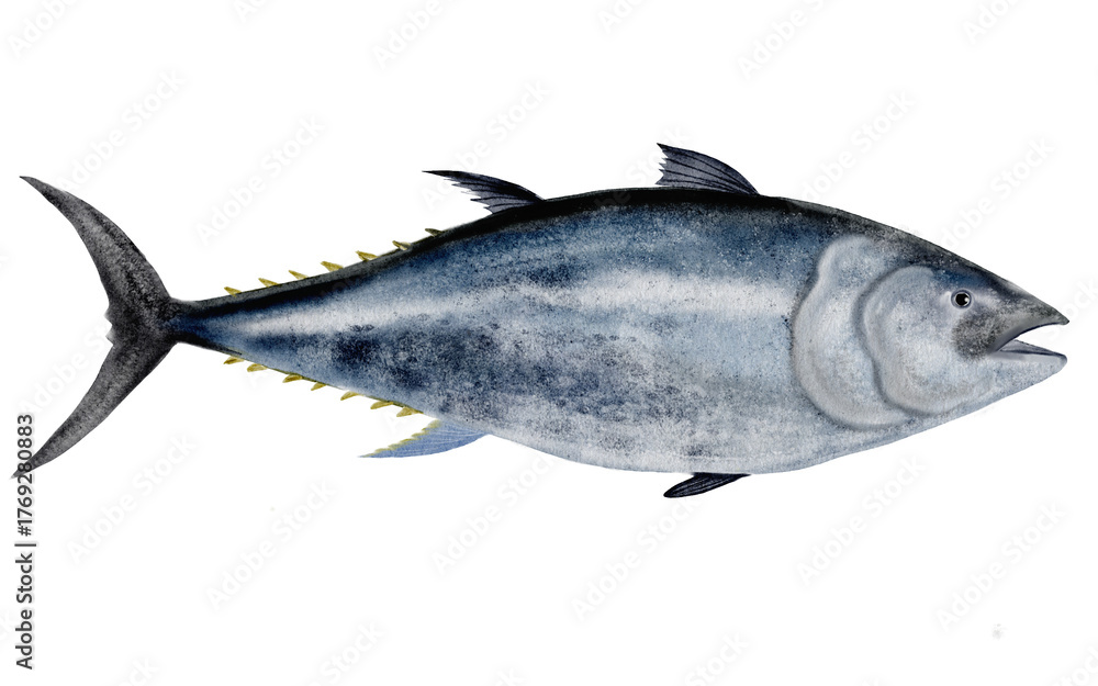 Fototapeta premium Whole tuna watercolor. Hand-drawn ocean fish on a white background. Food clip art. Perfect for restaurant menu recipe books and Japanese cuisine.