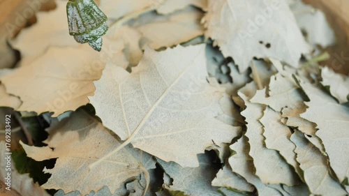 Dried pale leaves with visible veins and botanical texture