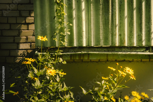 yellow flowers on the window