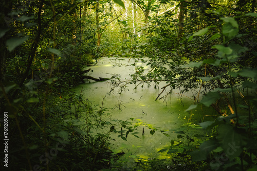 morning in the forest