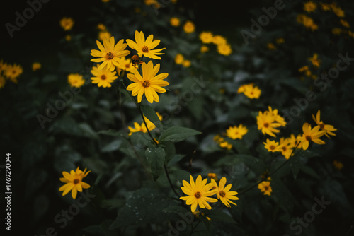 yellow flowers on black background
