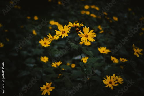 dandelions in the wind
