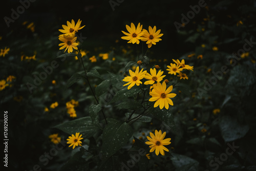 yellow flowers on black background