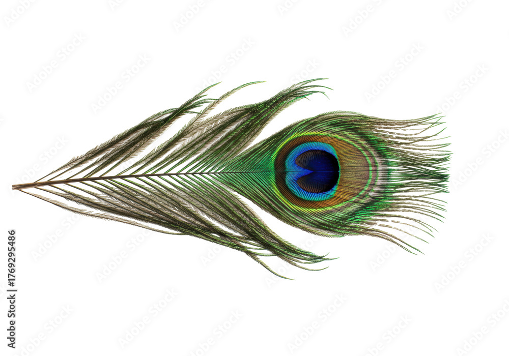Fototapeta premium Isolated peacock feather, an ornate single barb is green, blue, and brown for decoration