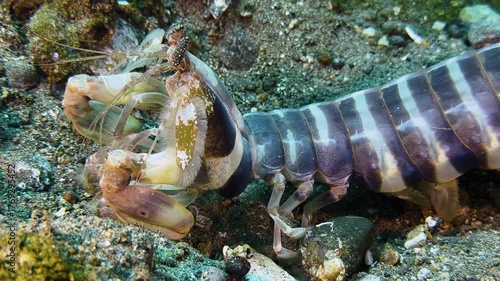 Large Zebra Mantis shrimp exposed on sandy bottom with some rubble. The predator has its raptorial claws folded and watches surroundings attentively.