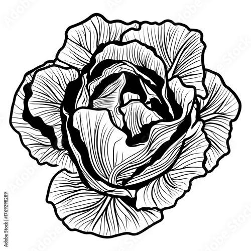 Elegant black and white cabbage vector illustration on white background