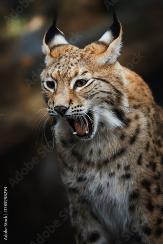 European lynx (Lynx lynx) portrait in the forest