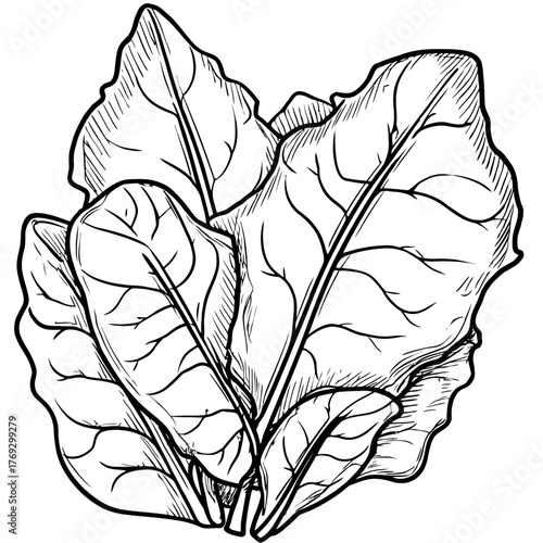 Detailed monochrome illustration of fresh spinach leaves isolated on white background