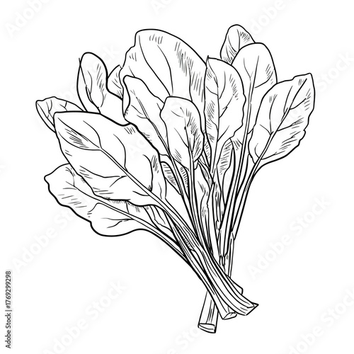 Fresh spinach leaves illustration detailed outline isolated white background