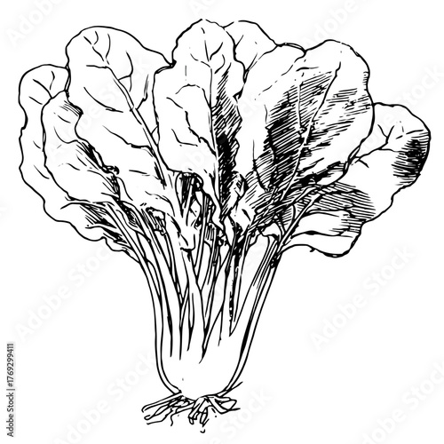 Detailed black and white illustration of fresh spinach vegetable bundle