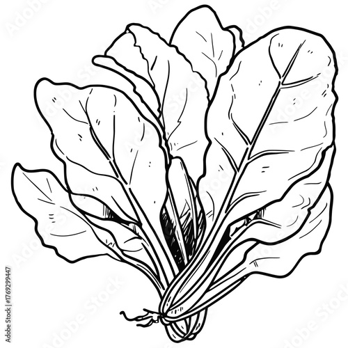 Black and white illustration of fresh spinach leaves healthy food concept