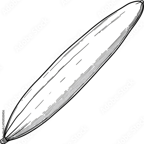 Artistic depiction of a long elongated seed pod with detailed hatched shading
