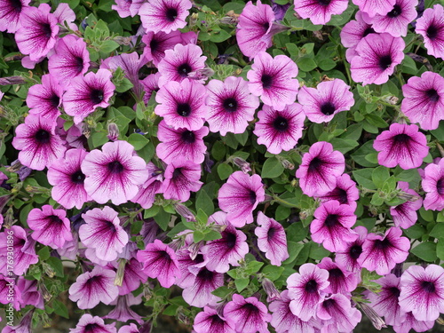 фотографія Vibrant pink Petunia flowers with delicate veining and dark centers