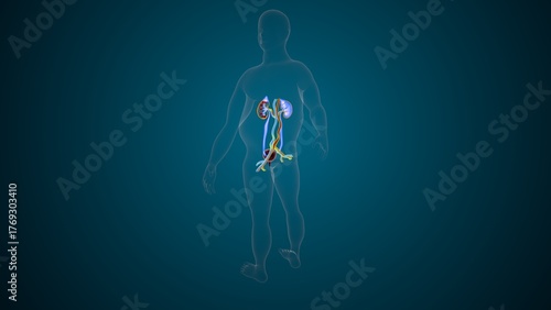 Human urinary system anatomy. 3d illustrations