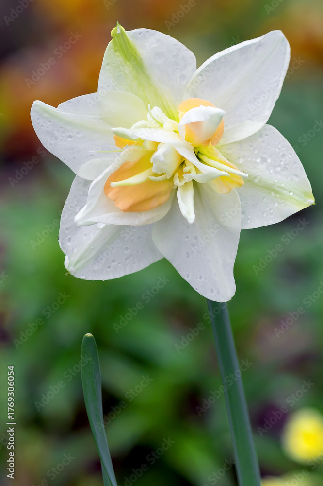 Naklejka premium Blooming white spring daffodil, vertical projection.