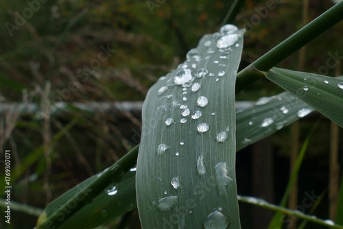 Grashalme mit Regentropfen als Hintergrund