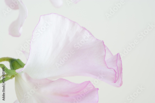 Wallpaper Mural 白背景のピンクのスイートピー
 Torontodigital.ca