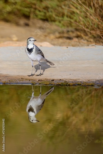 White wagtail Motacilla alba standing near water with reflection