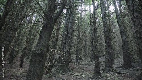 A wide panoramic hand-held camera movement in the woods, a very interesting trees in that part of the forest, rough 