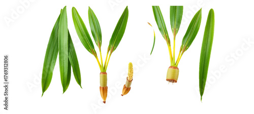 green grass isolated on white