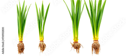 onion isolated on white background