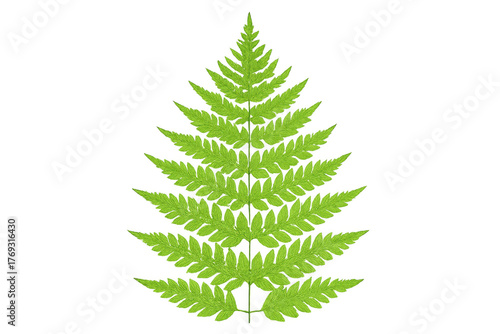 Wallpaper Mural Green fern frond isolated on transparent background Torontodigital.ca
