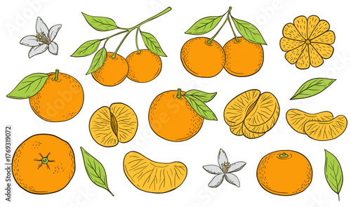 Set of hand drawn colorful oranges and slice. Fresh fruits, citrus, tangerine, mandarins. Organic food. Vintage style.