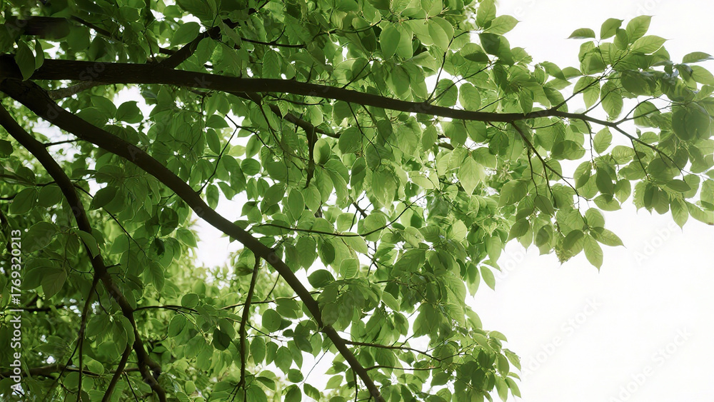 Fototapeta premium Green tree branches with leaves