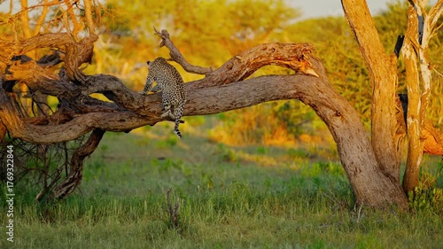 Master of the canopy: discover how the leopard's unparalleled climbing ability defines its survival and dominance in the wild.