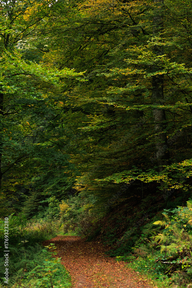 Obraz premium yellow leaves covered hiking path in the autumn black forest, Germany