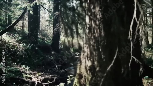 Stream flowing through a dense forest with sunlight and natural beauty
