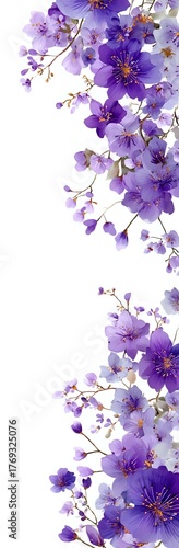 Purple cherry blossom branches cascade on white isolated background, creating elegant floral border frame for wedding stationery and spring designs.