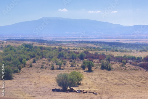 Cows resting in a field in Bulgaria