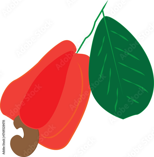 Fresh Cashew Fruits with Branch and Leaves Illustration Isolated on White Background